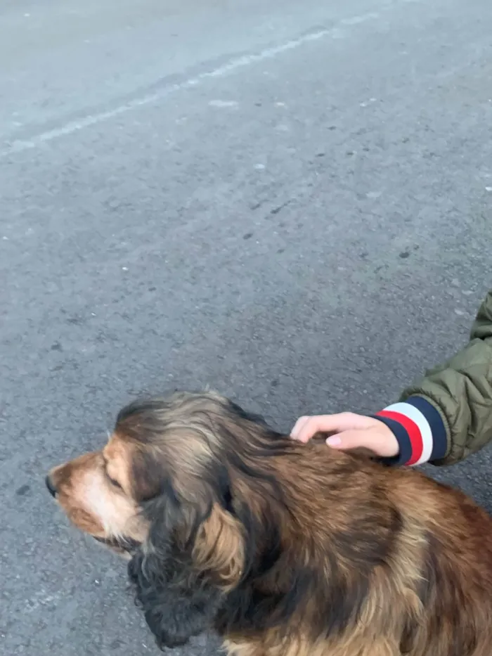 Cachorro ra a SRD-ViraLata idade 6 ou mais anos nome Jhonny