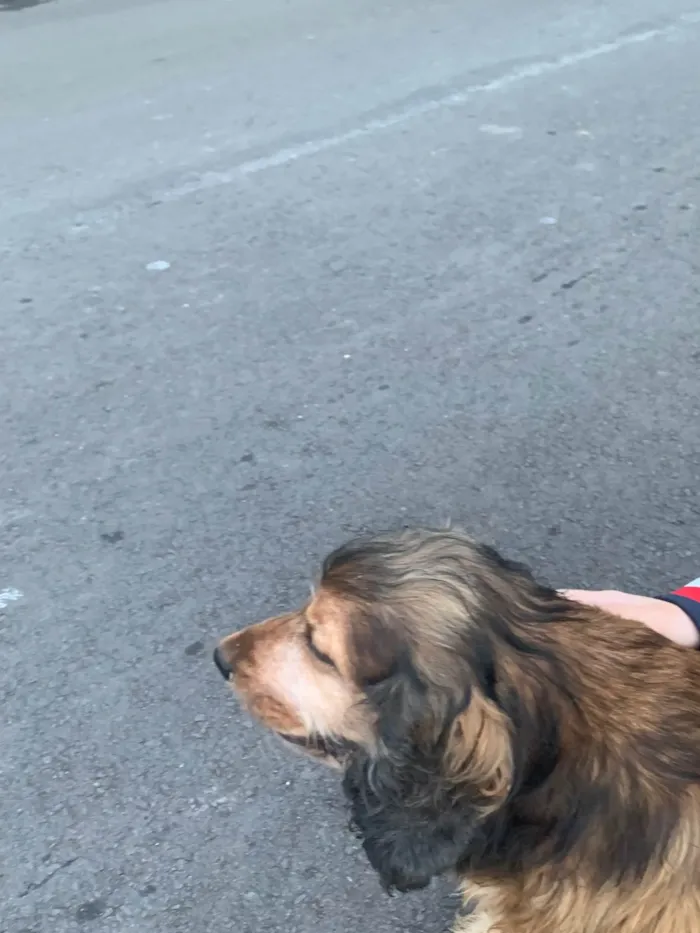 Cachorro ra a SRD-ViraLata idade 6 ou mais anos nome Jhonny