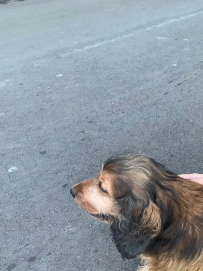Cachorro ra a SRD-ViraLata idade 6 ou mais anos nome Jhonny