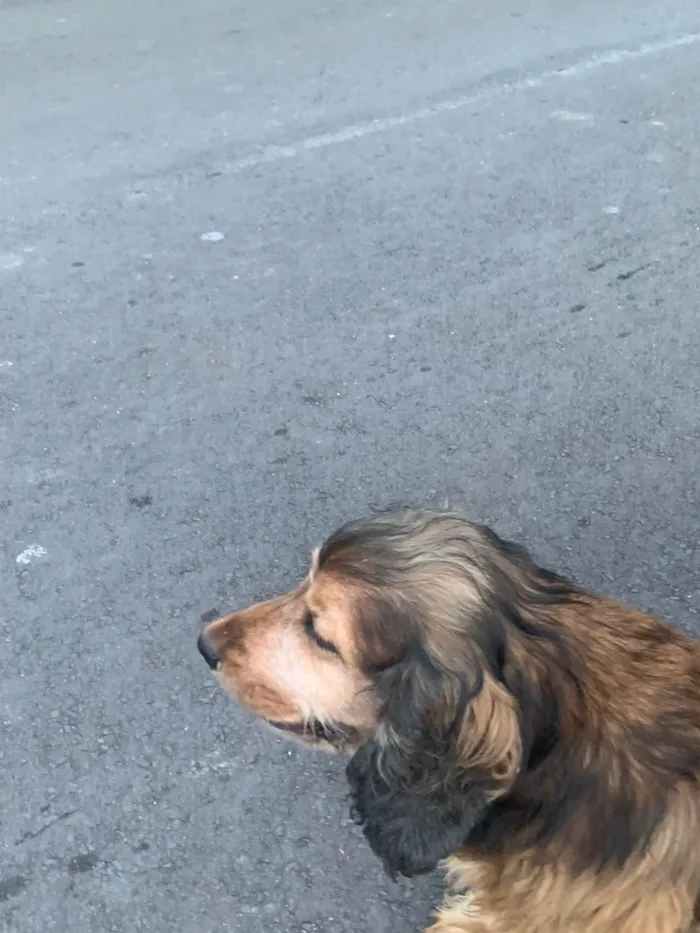 Cachorro ra a SRD-ViraLata idade 6 ou mais anos nome Jhonny