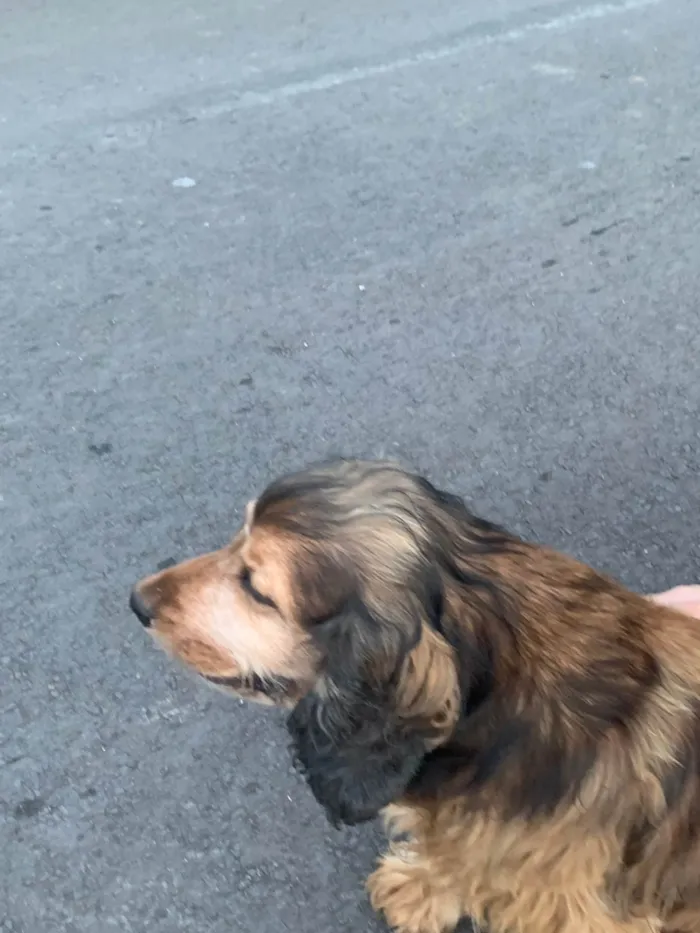 Cachorro ra a SRD-ViraLata idade 6 ou mais anos nome Jhonny