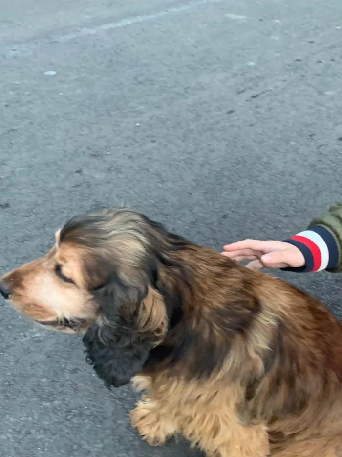 Cachorro ra a SRD-ViraLata idade 6 ou mais anos nome Jhonny
