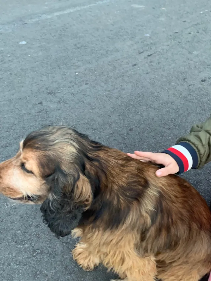 Cachorro ra a SRD-ViraLata idade 6 ou mais anos nome Jhonny
