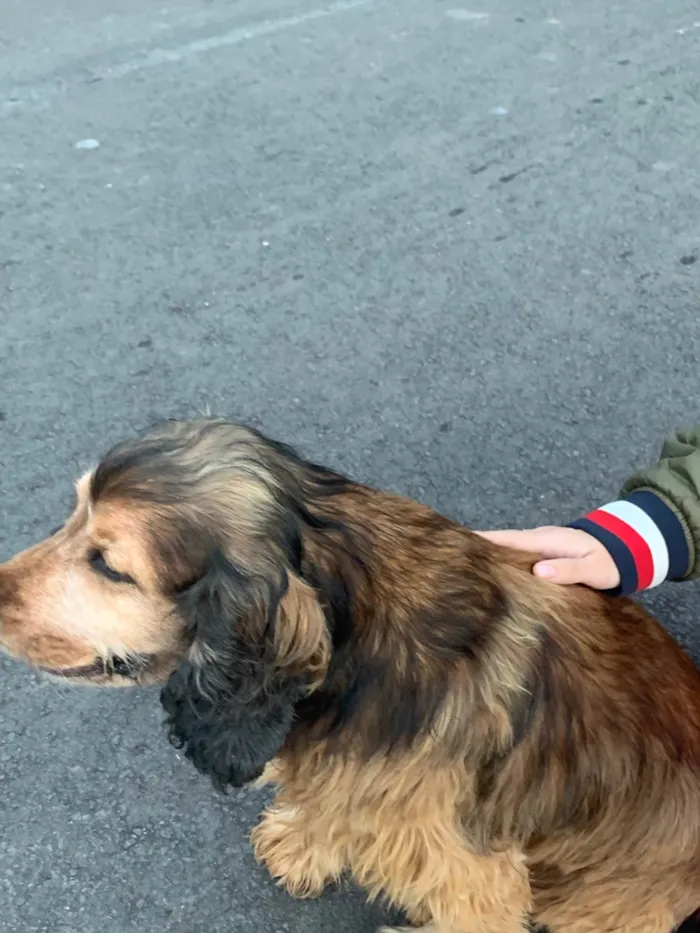 Cachorro ra a SRD-ViraLata idade 6 ou mais anos nome Jhonny