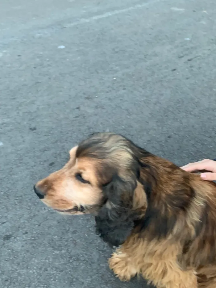 Cachorro ra a SRD-ViraLata idade 6 ou mais anos nome Jhonny