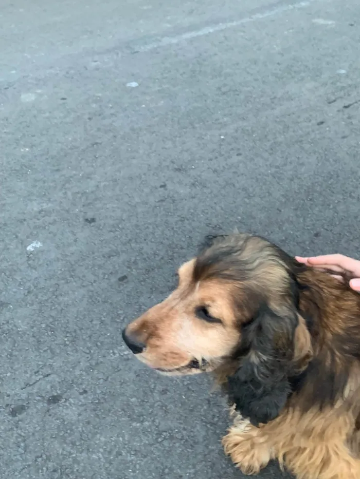 Cachorro ra a SRD-ViraLata idade 6 ou mais anos nome Jhonny