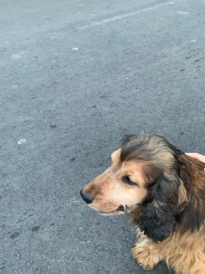 Cachorro ra a SRD-ViraLata idade 6 ou mais anos nome Jhonny