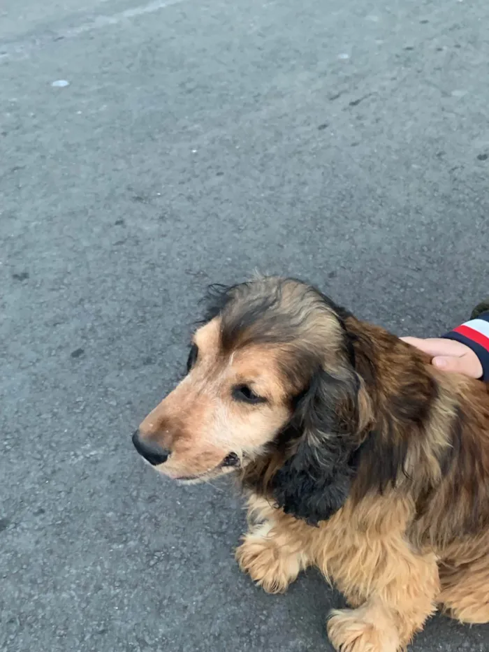 Cachorro ra a SRD-ViraLata idade 6 ou mais anos nome Jhonny