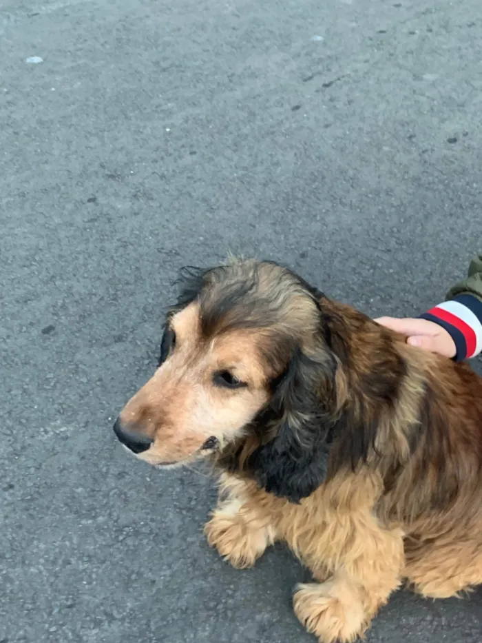 Cachorro ra a SRD-ViraLata idade 6 ou mais anos nome Jhonny