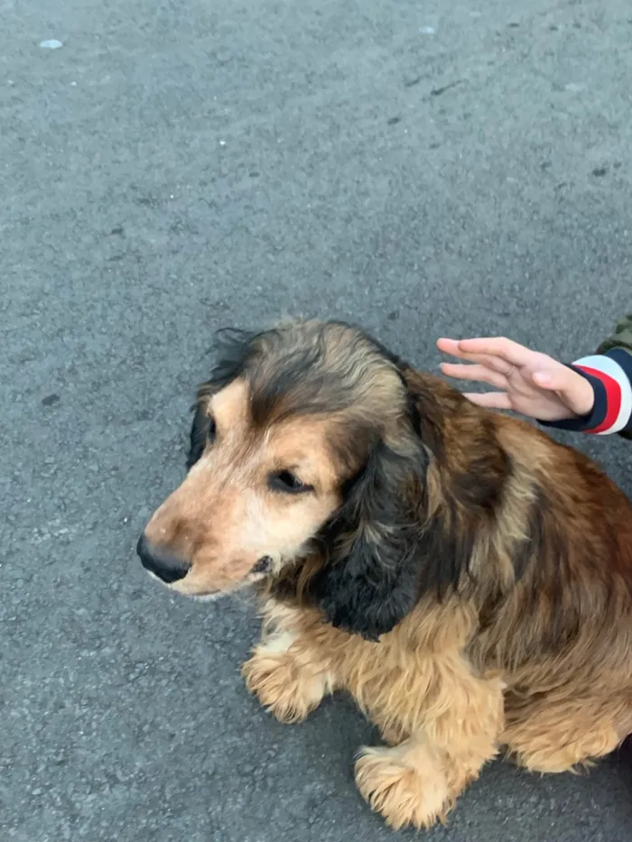 Cachorro ra a SRD-ViraLata idade 6 ou mais anos nome Jhonny