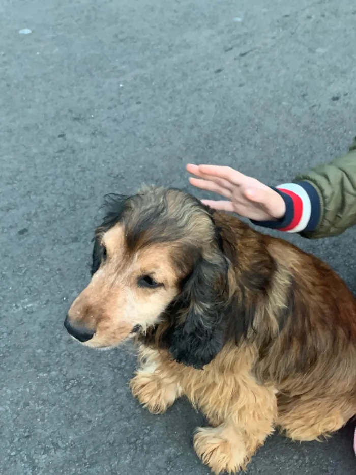 Cachorro ra a SRD-ViraLata idade 6 ou mais anos nome Jhonny