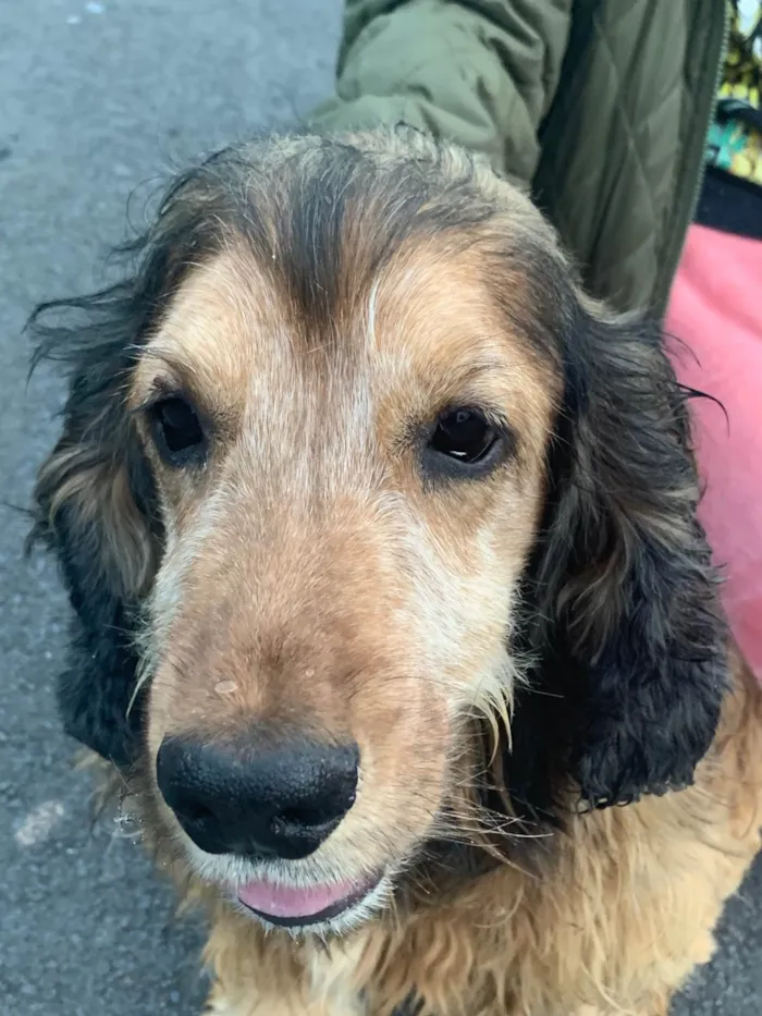 Cachorro ra a SRD-ViraLata idade 6 ou mais anos nome Jhonny