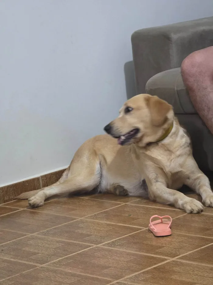 Cachorro ra a Labrador idade 5 anos nome Nao tem :(