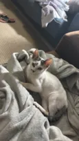 Chico
