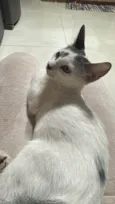 Chico