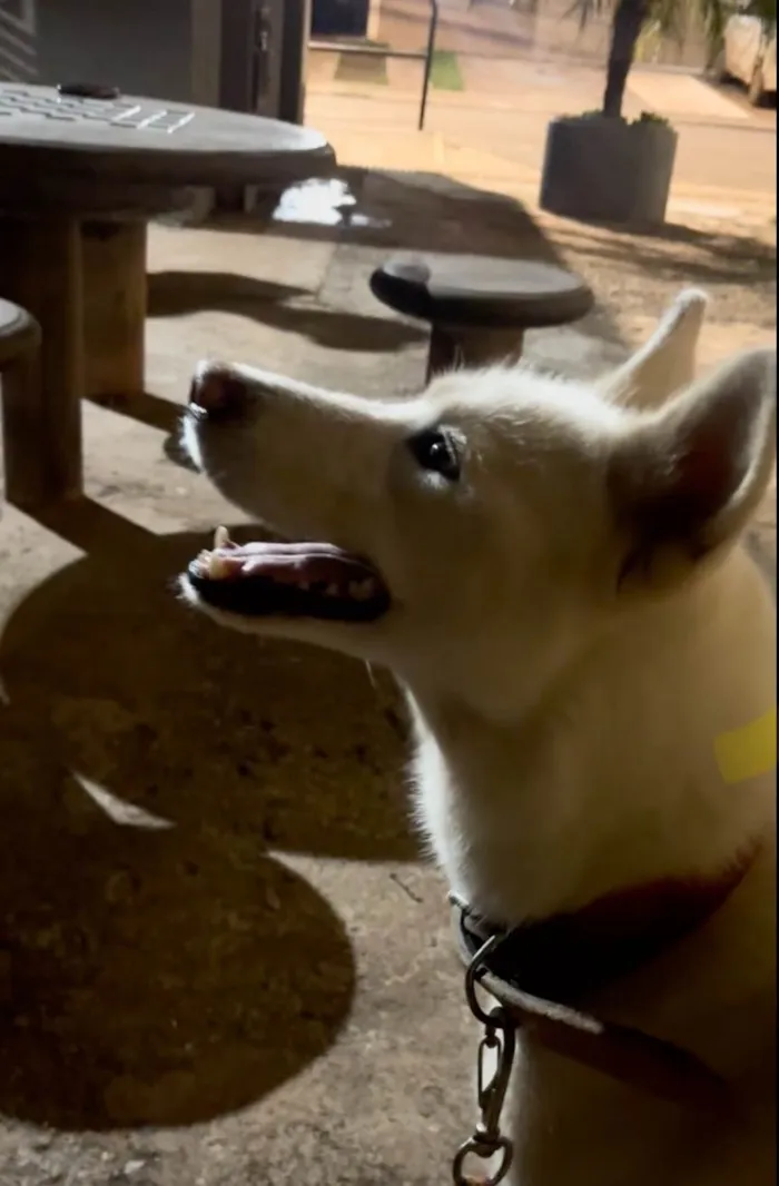 Cachorro ra a Husky Siberiano idade 2 anos nome Atena