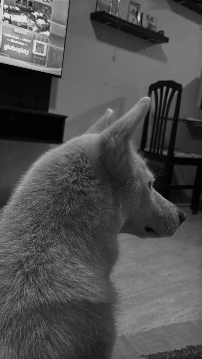 Cachorro ra a Husky Siberiano idade 2 anos nome Atena