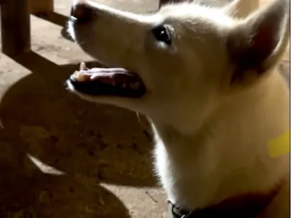 Cachorro raça Husky Siberiano idade 2 anos nome Atena