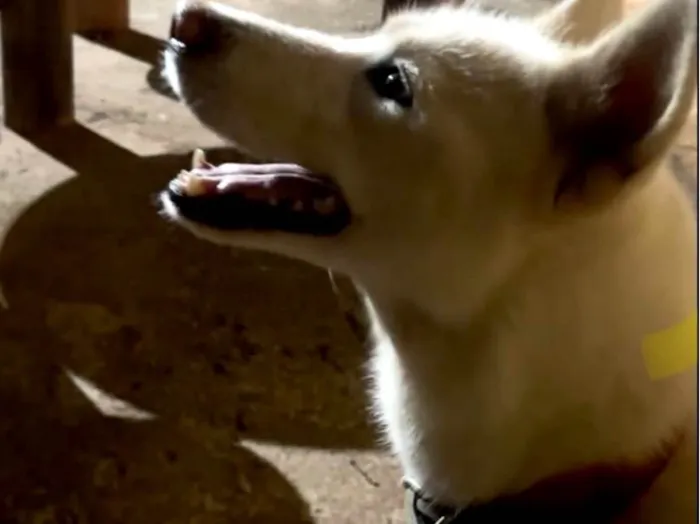 Cachorro ra a Husky Siberiano idade 2 anos nome Atena