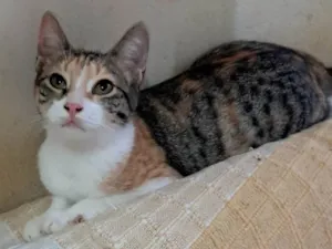 Gato raça SRD-ViraLata idade 2 a 6 meses nome Harumaki 