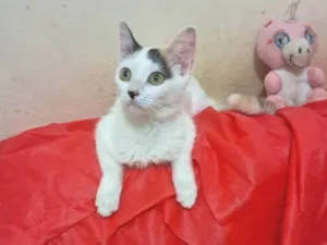 Gato raça SRD-ViraLata idade 2 a 6 meses nome Lavanda 