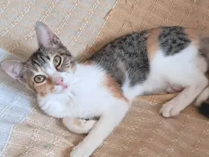 Gato raça SRD-ViraLata idade 2 a 6 meses nome Temaki