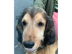 Cachorro raça SRD-ViraLata idade 6 ou mais anos nome Jhonny