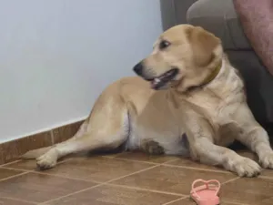 Cachorro raça Labrador idade 5 anos nome Nao tem :(