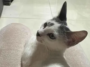Gato raça SRD-ViraLata idade 2 a 6 meses nome Chico 