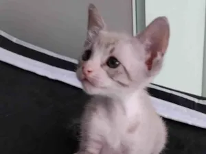 Gato raça SRD-ViraLata idade 2 a 6 meses nome Vitória