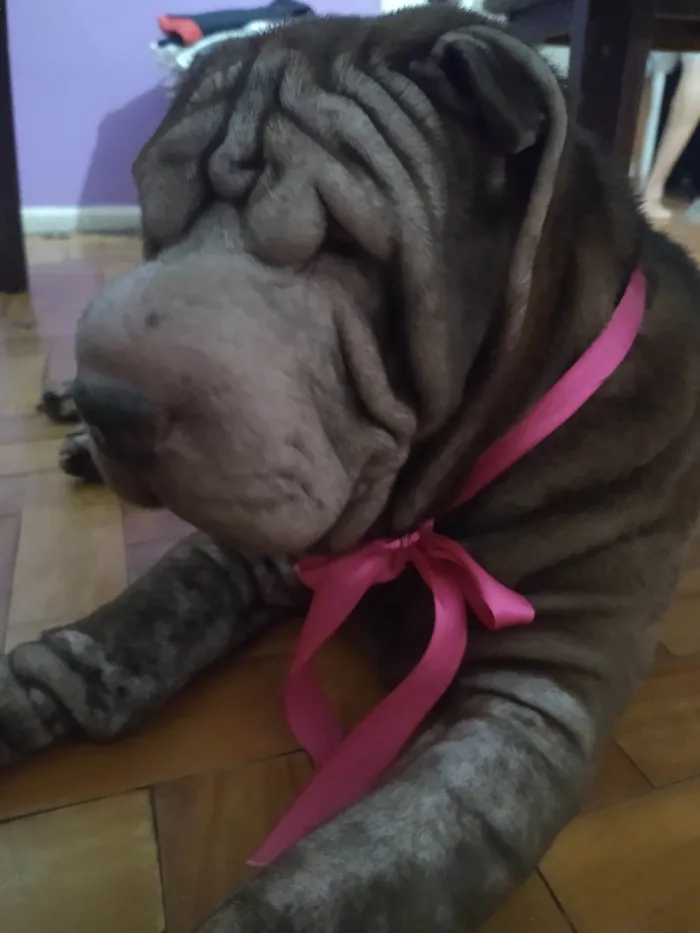 Cachorro ra a Shar Pei idade 3 anos nome Shar Pei adoção 