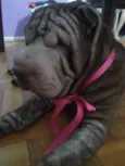 Shar Pei adoção