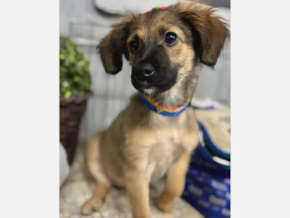 Cachorro raça SRD-ViraLata idade 2 a 6 meses nome Belinha 