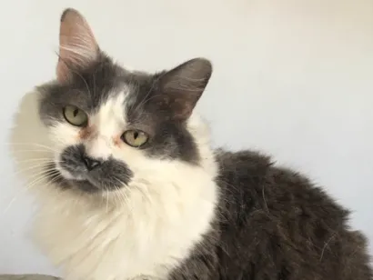 Gato raça SRD-ViraLata idade 6 ou mais anos nome Frederica