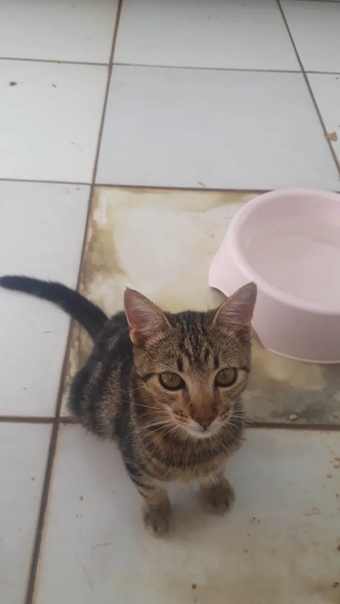 Gato ra a SRD-ViraLata idade 7 a 11 meses nome Rajado