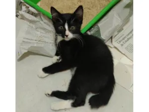 Gato raça SRD-ViraLata idade 2 a 6 meses nome Buzz