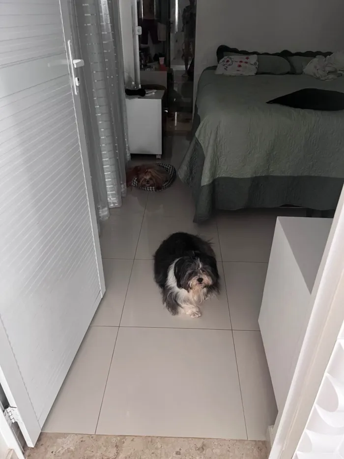 Cachorro ra a Shitzu idade 1 ano nome Charlie Juan