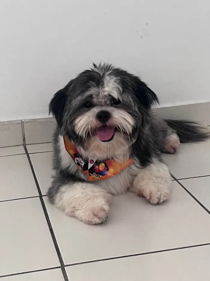 Cachorro ra a Shitzu idade 1 ano nome Charlie Juan
