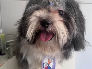 Cachorro raça Shitzu idade 1 ano nome Charlie Juan