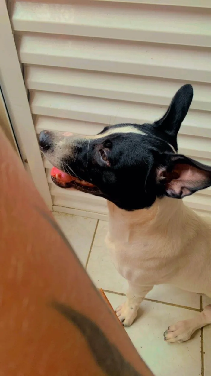 Cachorro ra a SRD-ViraLata idade 2 a 6 meses nome Bolt