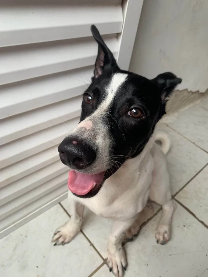 Cachorro ra a SRD-ViraLata idade 2 a 6 meses nome Bolt