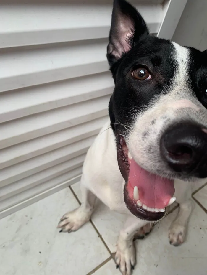 Cachorro ra a SRD-ViraLata idade 2 a 6 meses nome Bolt