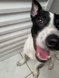 Bolt