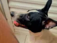 Bolt