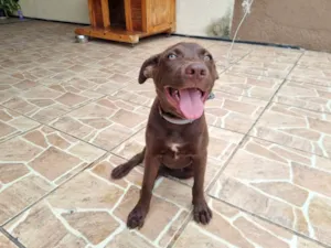 Cachorro raça Pit-Bull idade 2 a 6 meses nome Aquiles