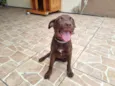 Aquiles