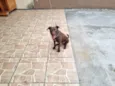 Aquiles
