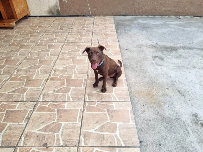 Cachorro ra a Pit-Bull idade 2 a 6 meses nome Aquiles