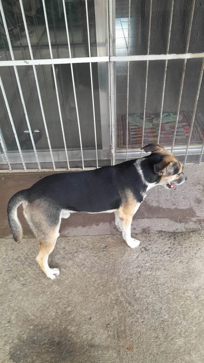 Cachorro ra a SRD-ViraLata idade 2 anos nome Nick