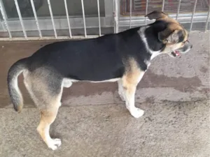 Cachorro raça SRD-ViraLata idade 2 anos nome Nick